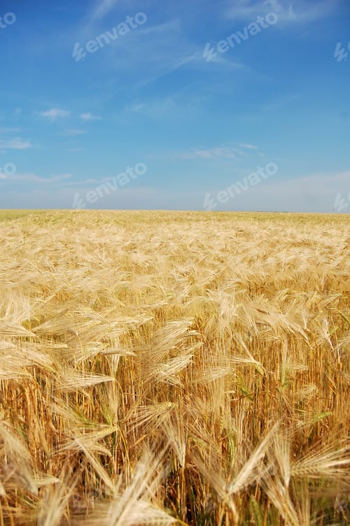 Preview: Yellow wheat field and blue sky with clouds. Background.
