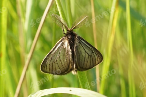 Preview: Spinneruilen onbekend - Erebidae species
