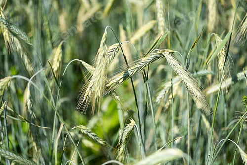 Preview: Barley Spikelets at Farm Field, Close Up.
