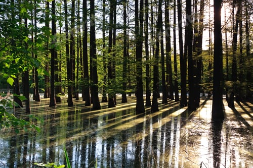 Preview: flooded forest