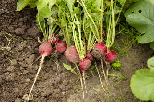 Preview: Gardener picking up a fresh red radish in an organic farm with eco friendly lifestyle. Farmer grow a
