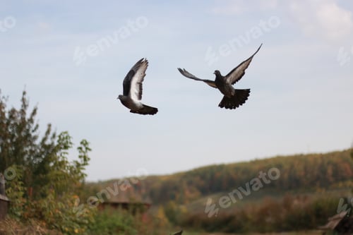 Preview: 2 pigeons in flight, against the background of the sky and the forest.