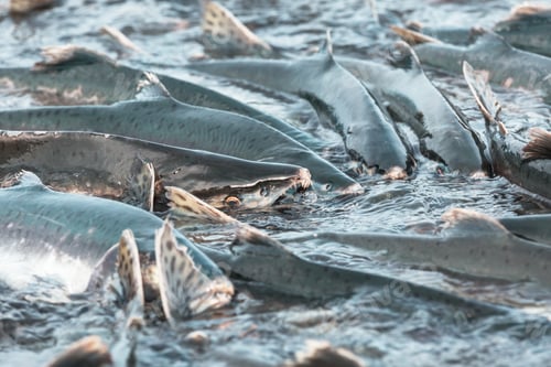 Preview: Salmon spawning