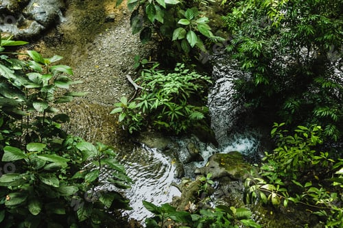 Preview: Shallow clear river in the deep jungle