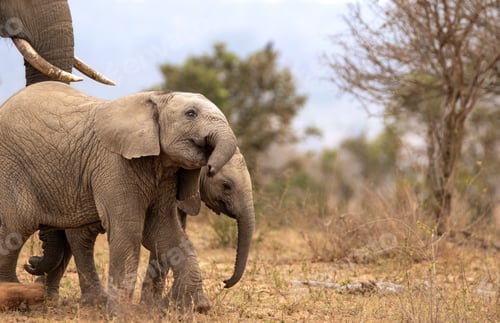 Preview: Elephants, Loxodonta africana, walking next to each other.