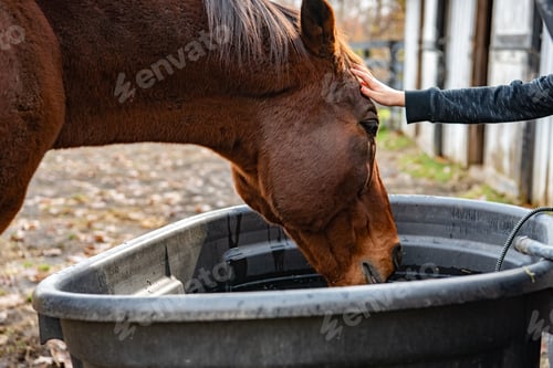 Preview: A young equestrian pats the head of a horse while he drinks water from a container of water.