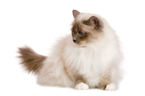 Preview: Birman (1 year)