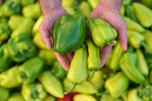 Preview: Farmer holding peppers on the background of a crate with pepper