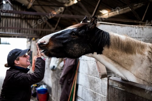 Preview: Smiling woman standing in stable, stroking nose of white and brown skewbald horse.
