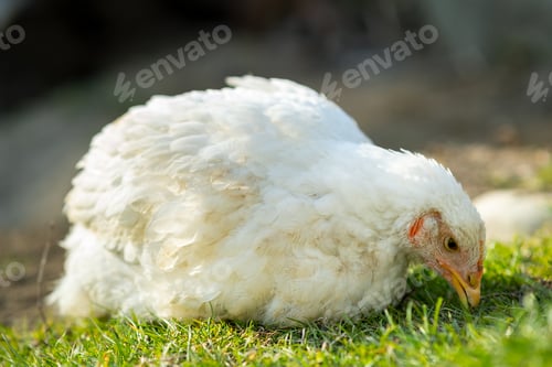 Preview: Hen feed on traditional rural barnyard.