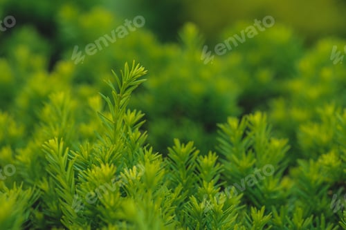 Preview: Green small plant leaves texture background