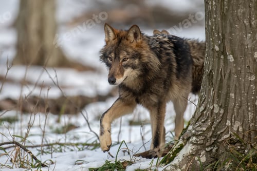 Preview: Wolf in the forest up close. Wild animal in the natural habitat