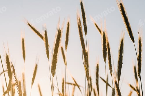 Preview: Wheat field at sunset . Golden ears of wheat . The concept of harvest