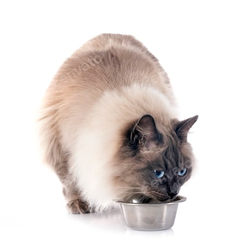 Preview: siberian cat in studio