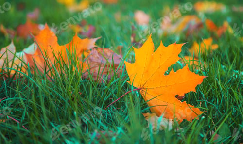 Preview: Autumn beautiful yellow leaves background. Selective focus.