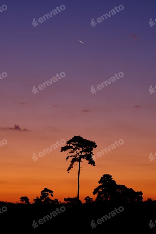 Preview: Pine trees as black silhouette against sky in pink, orange and blue with crescent moon