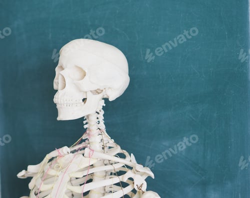 Preview: Educational model of a human skeleton on the background of a school blackboard. Human anatomy.