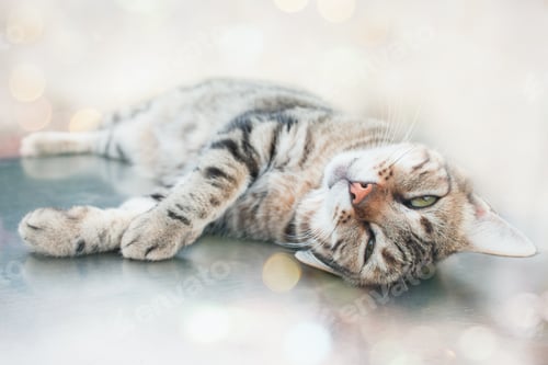 Preview: Lazy Cat