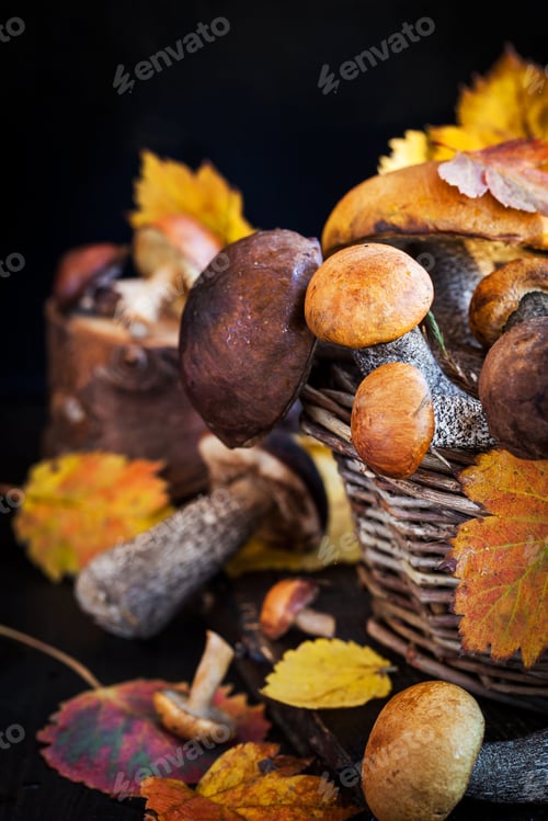 Preview: Wild forest edible mushrooms (boletus) in basket