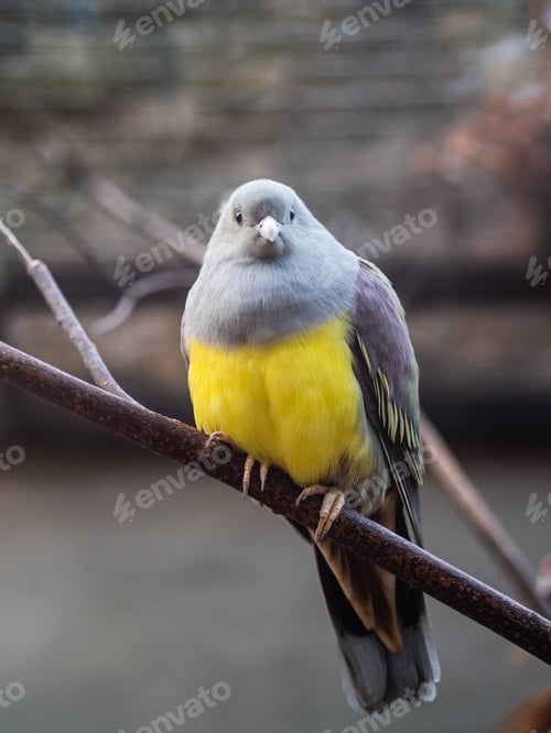 Preview: Yellow footed green pigeons sitting on a branch