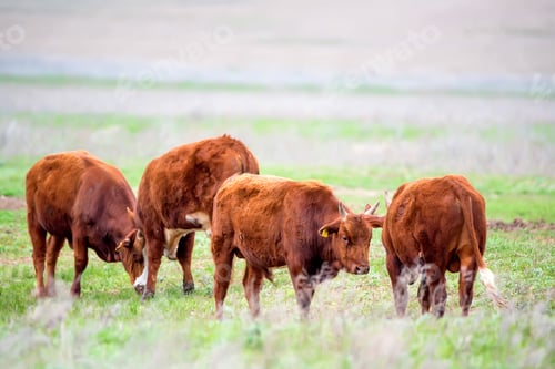 Preview: Young cattle on green meadow