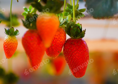 Preview: Selective focus shot of growing strawberries on the bushes