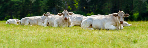 Preview: Charolais cattle grazing. Majestic French Charolais cows gracefully roaming in a picturesque meadow