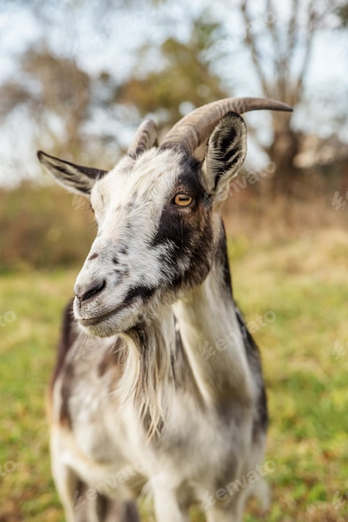 Preview: Goat portrait on countryside farm for agritourism