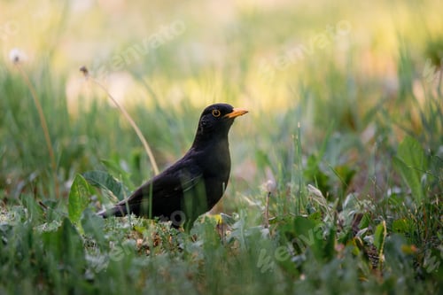 Preview: Common blackbird on the grass