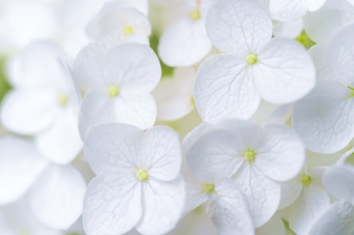 Preview: Hydrangea flower, Hydrangea macrophylla, or Hortensia flower with green stem and foliage blooming in