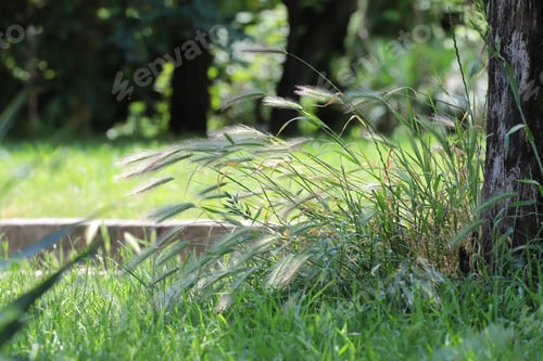 Preview: Dangerous grass awns in nature.