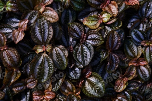 Preview: Background colorful leaves