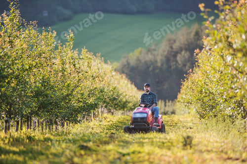 Preview: A mature farmer driving mini tractor outdoors in orchard