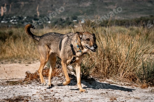 Preview: Dog walking in a natural landscape