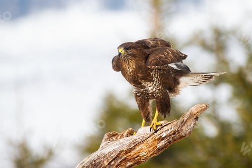 Preview: Adult common buzzard sitting on snow covered branch and preparing to fly away