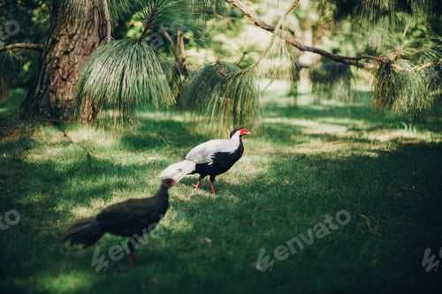 Preview: Beautiful pheasants walking in sunny botanical garden