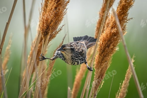 Preview: Redwing perched atop a long blade of grass in a grassy field.