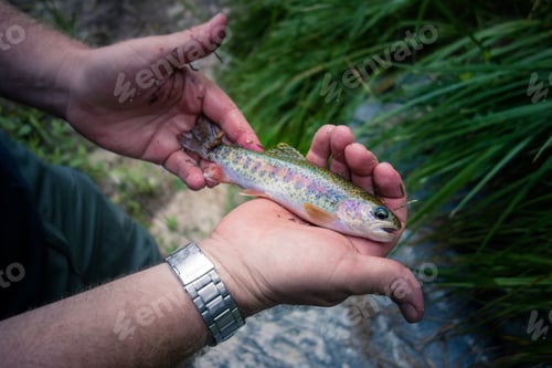 Preview: Fresh caught fish