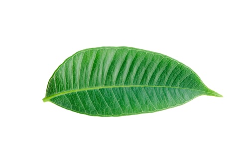 Preview: Green leaves isolated on white with clipping path