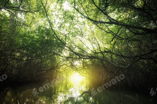 Preview: Mangrove rain forest lit by sun. Sri Lanka