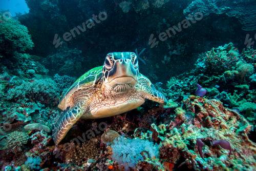 Preview: Rare green sea turtle (Chelonia Mydas), swimming in open ocean, Moalboal, Cebu, Philippines