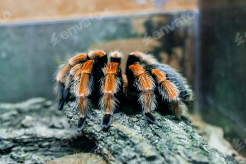 Preview: Spider tarantula