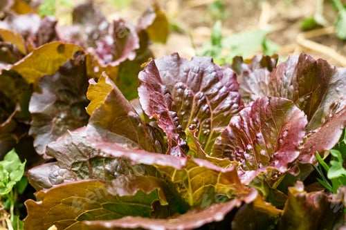 Preview: Nature green background of red leaf lettuce. Lush foliage in spring or summer garden.