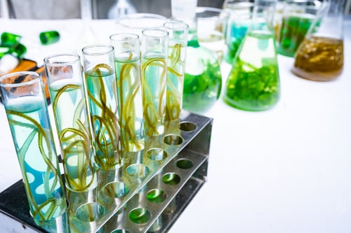 Preview: green alga laboratory research, alternative biofuel energy technology, biotechnology concept
