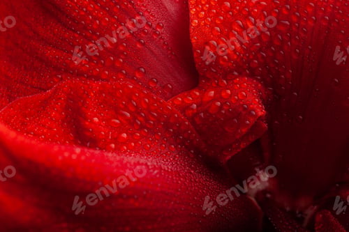 Preview: red winter christmas flower amaryllis Merry Christmas close-up