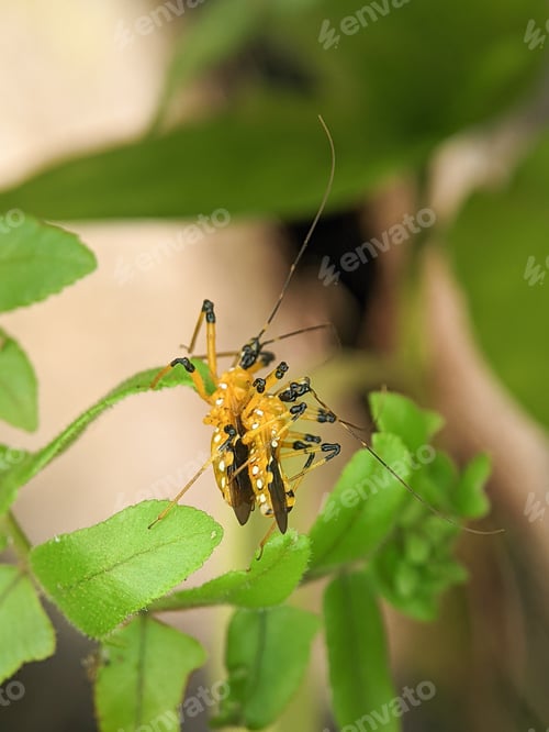 Preview: Assassin bug (Harpactorinae) mating on a green leaf with blur background.