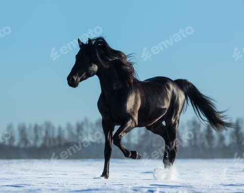 Preview: Black Horse Runs in a Snowy Field