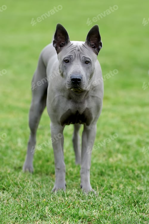 Preview: Peruvian Hairless Dog