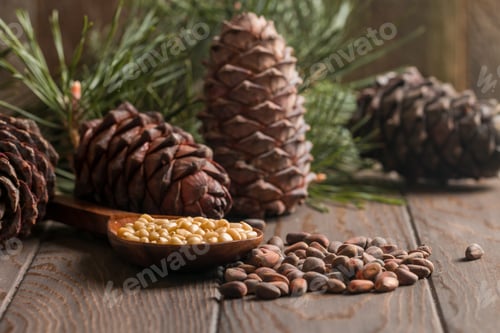 Preview: Cedar nuts and branch with cone