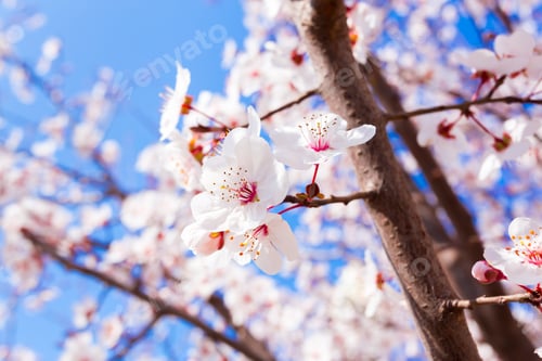 Preview: Spring Blooming
